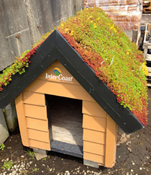 Sprucing up the ol’ Dog House with a New Hydrotech Green Roof