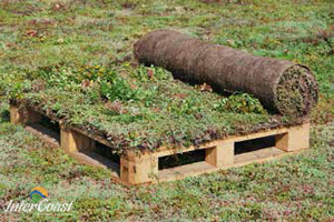 Sempergreen Vegetation Blankets for Green Roofs & Garden Roofs | Division 7 Architectural Products for BC & AB