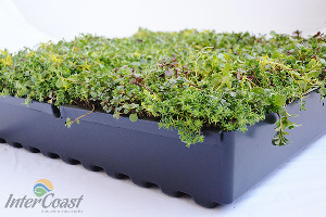Columbia Green Technologies Green Roof Tray System