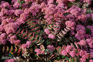Green Roof Sedum Tile Technical Details for Division 7 Architectural Products for BC & AB